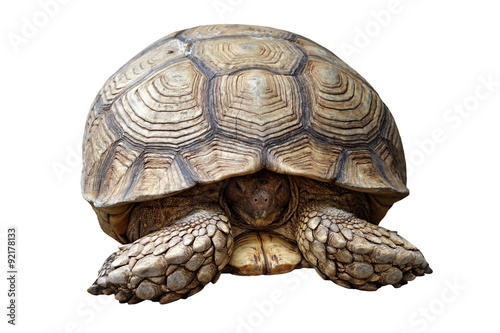 african spurred tortoise or geochelone sulcata isolated on white