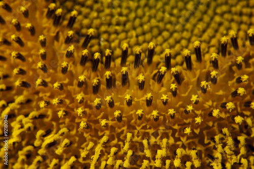 Sunflower stamen and pistil