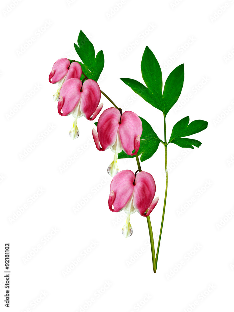 pink bleeding heart flower pink bleeding heart flower