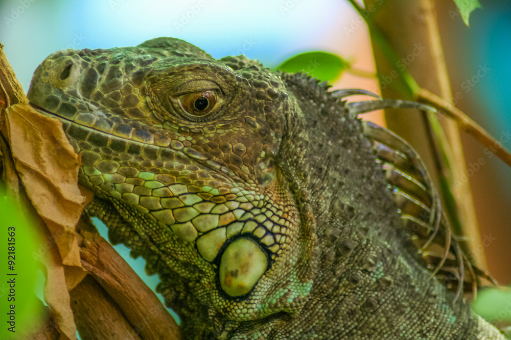 Obraz premium Lizzard resting on a tree