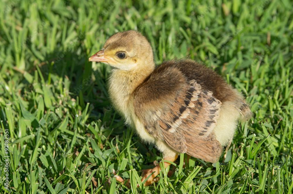 Indian peafowl (Pavo cristatus) chick walking on grass. Photo taken in Southern California, USA. This is the national bird of India