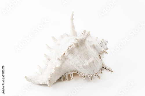 sea shell on white background