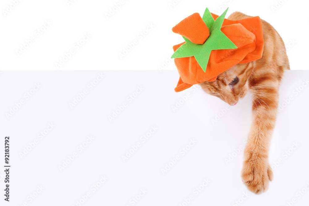Fototapeta premium Halloween or Thanksgiving Pumpkin Cat Sign