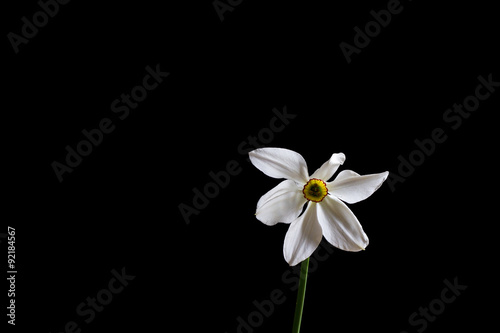 Narcissus of black background
