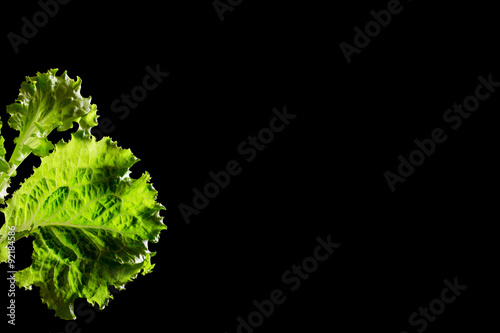Fresh green lettuce salad fragment on black background