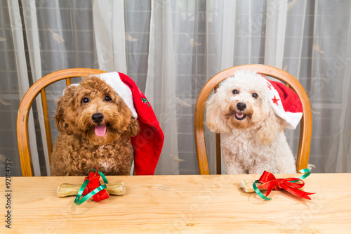 Concept of excited dogs on Santa hat with Christmas gift on table photo