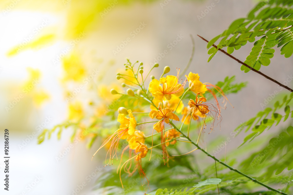 The Flame Tree yellow flower with sunlight on sweet tone,Delonix The Flame Tree yellow flower with sunlight on sweet tone,Delonix