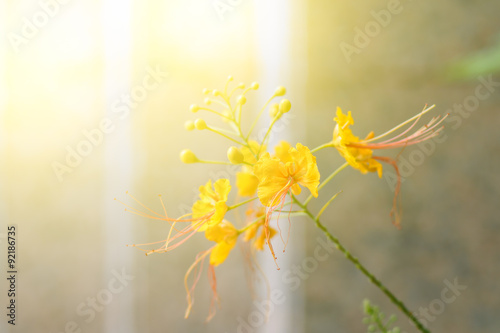 The Flame Tree yellow flower with sunlight on sweet tone