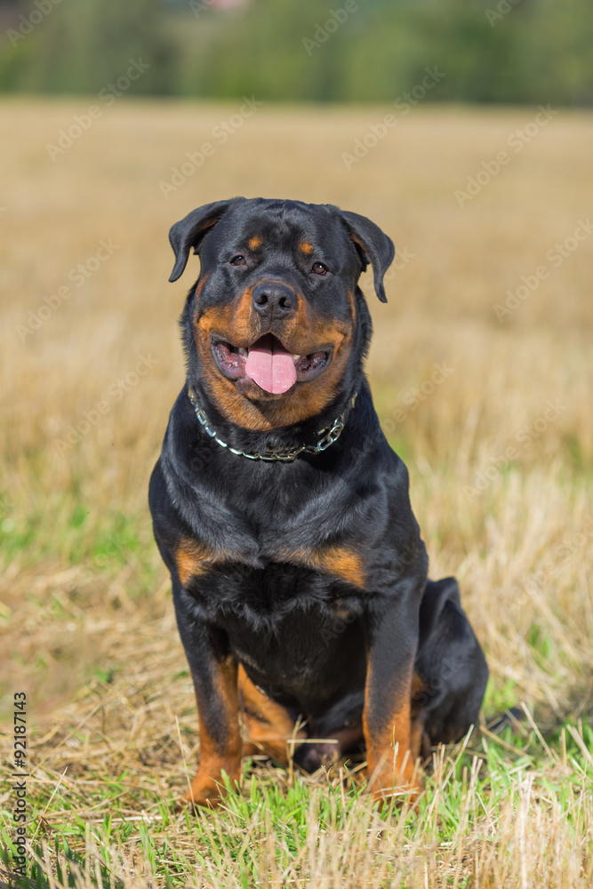 Rottweiler Rottweiler