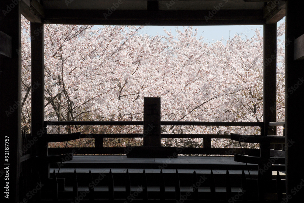 Fototapeta premium 桜
