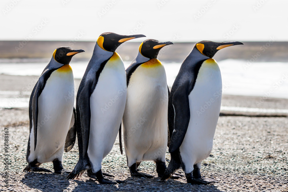 Fototapeta premium Four King Penguins (Aptenodytes patagonicus) standing together o