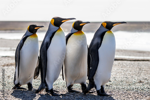 Canvas Print Four King Penguins (Aptenodytes patagonicus) standing together o