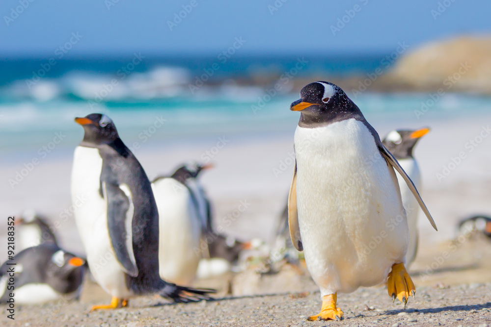 Obraz premium Gentoo Penguins, Volunteer Point, Falkland Islands.