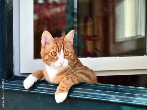 ドアから覗く猫 Stock 写真  Adobe Stock