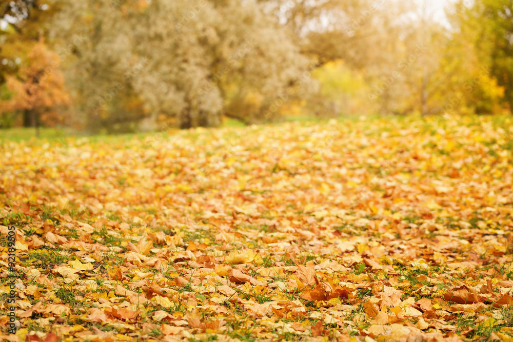 bright autumn maple leaves on grass bright autumn maple leaves on grass