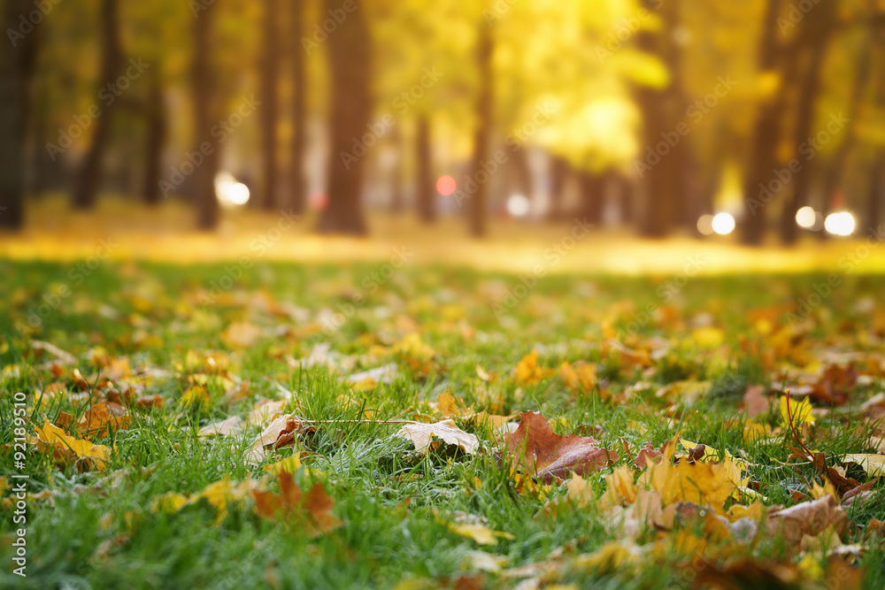 bright autumn maple leaves on grass bright autumn maple leaves on grass