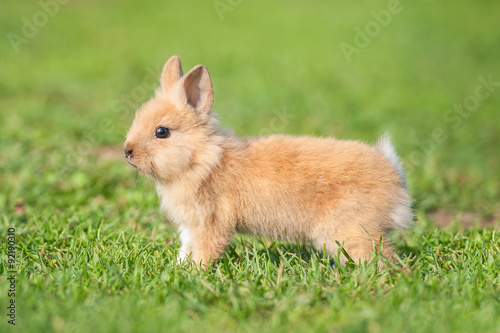 Little dwarf rabbit walking outdoors in summer