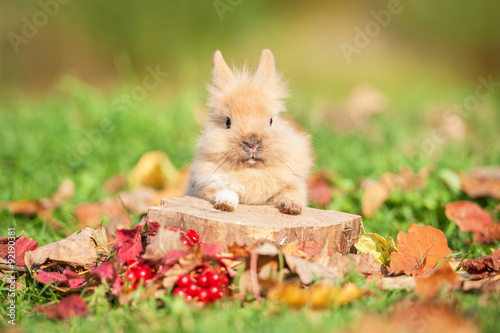 Little rabbit sitting on the stump in autumn
