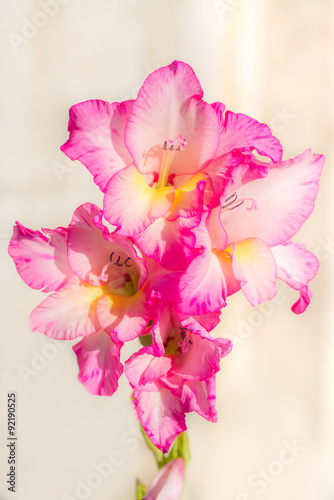 pink lily on a bright background