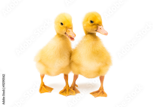 little yellow ducklings