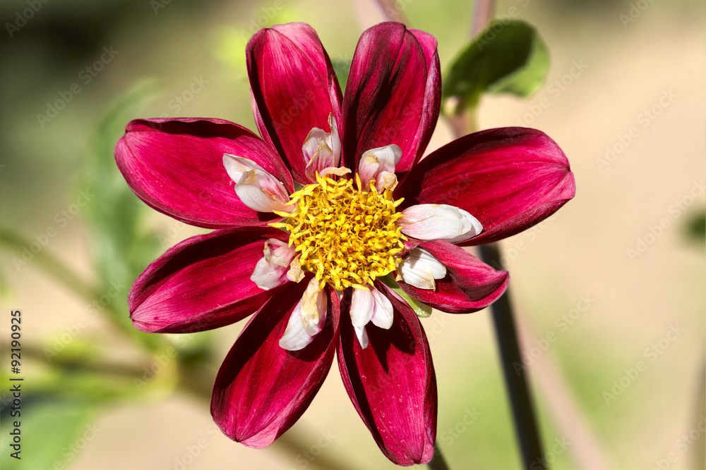 Chrysanthemum Chrysanthemum