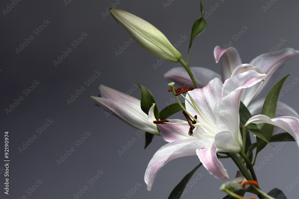 Naklejka premium Lily branch