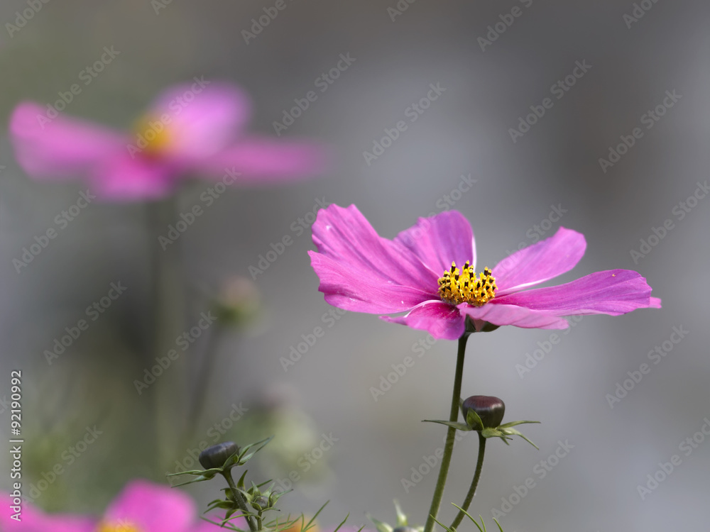 Fototapeta premium Comos flowers