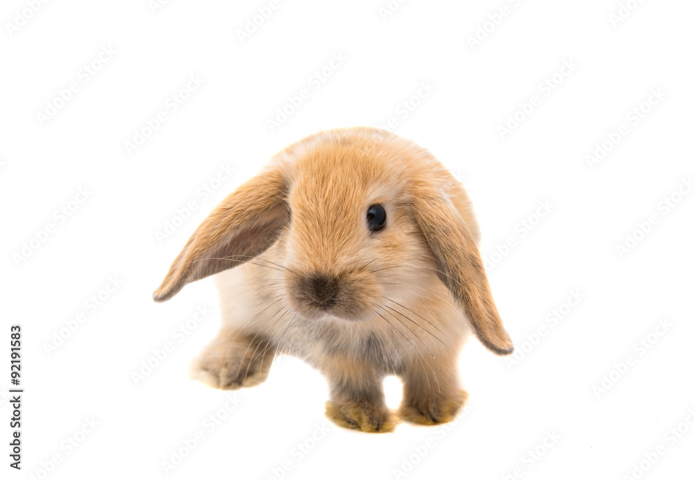 Little rabbit Little rabbit