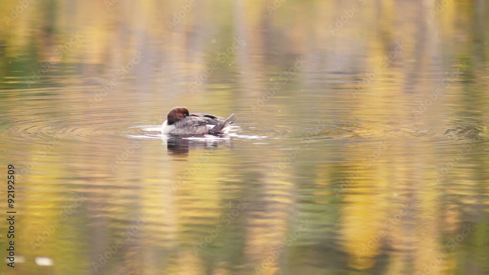 Solitary Duck Floating in Rando Lake Wrangell St Elias NP Solitary Duck Floating in Rando Lake Wrangell St Elias NP
