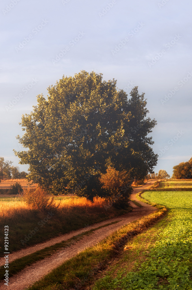 Naklejka premium Wielkie liściaste drzewo przy drodze jesienią..Big leafy tree by the road in the fall.