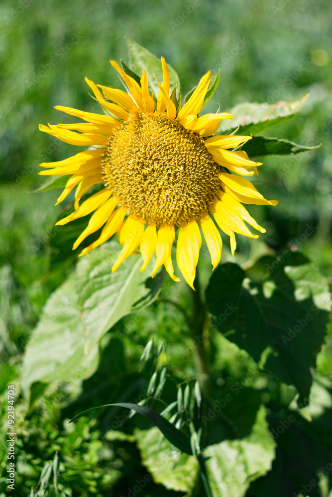 sunflower in a mountain fields - obrazy, fototapety, plakaty 