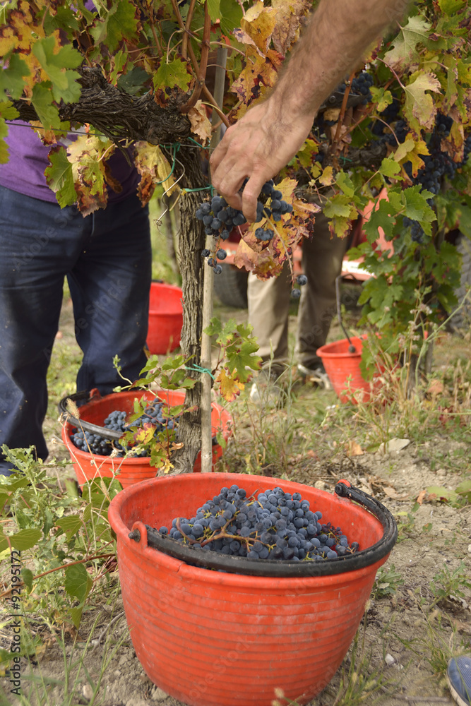 Fototapeta premium Vendemmia