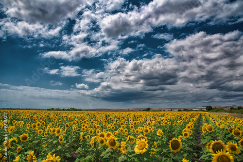 Sunflower field before the storm  Burgas  Bulgaria