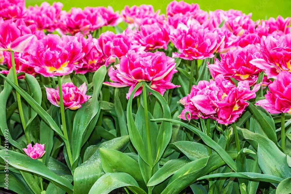 Fototapeta premium Różowe tulipany z bliska, park kwiatowy, Kukenhof, Holandia