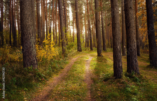Autumn forest