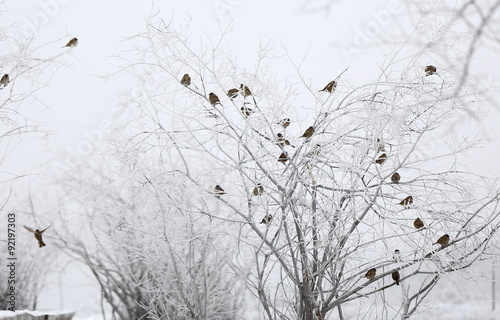 Winter Scene with Sparrows Resting on Bare Tree