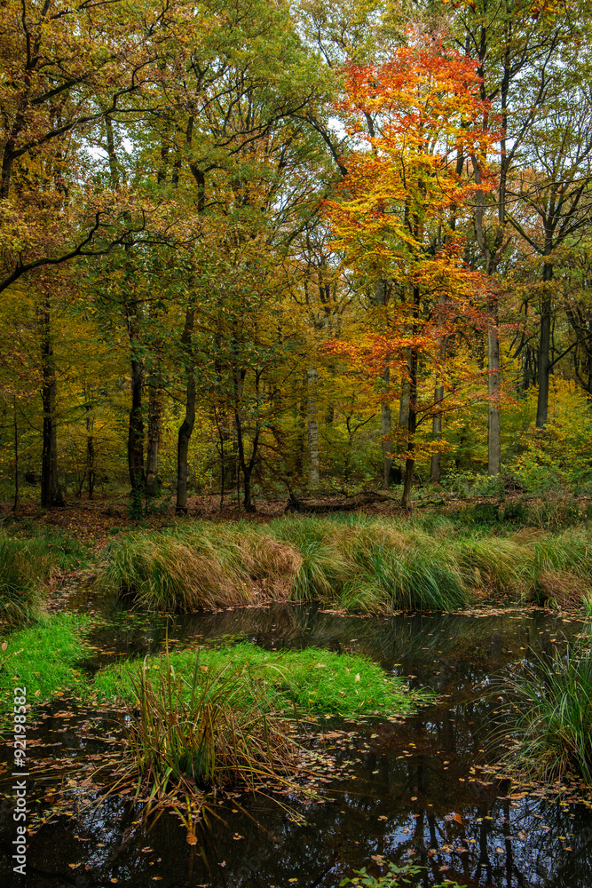 Au début de l'automne, en bordure de mare, les arbres se parent de magnifiques couleurs.