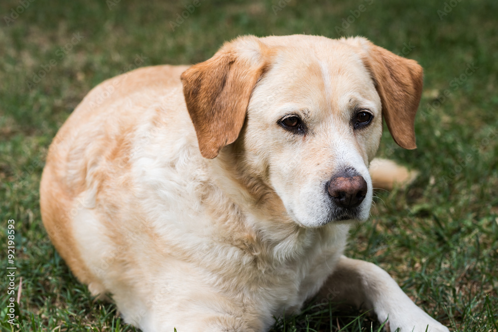 Cane labrador