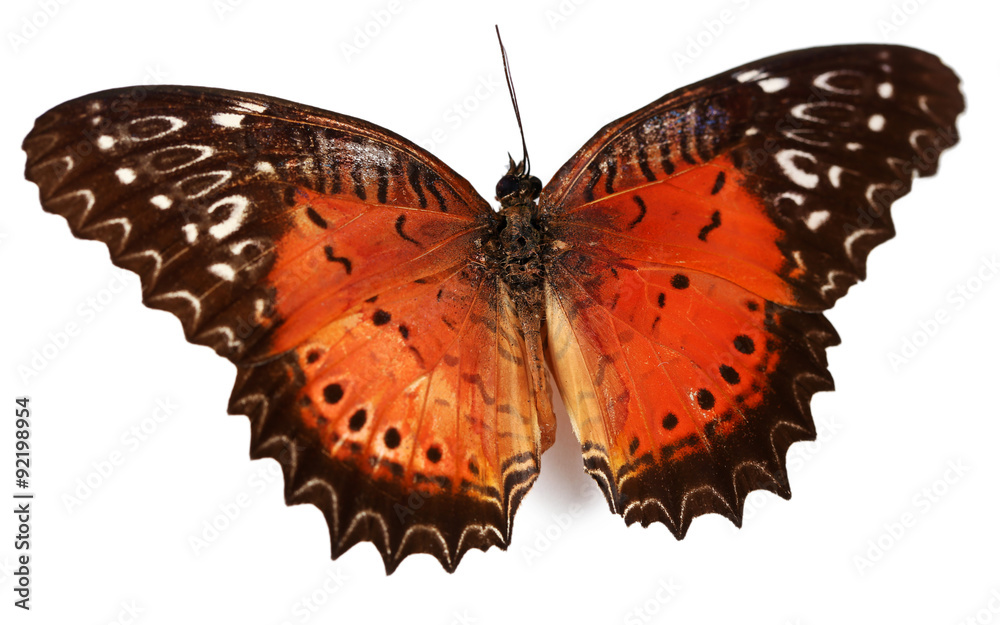Naklejka premium Colorful butterfly isolated on white