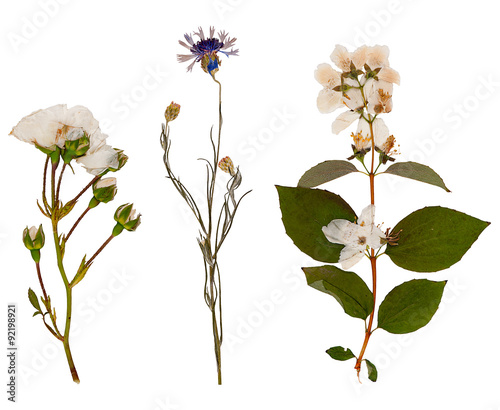 Set of wild dry pressed flowers and leaves