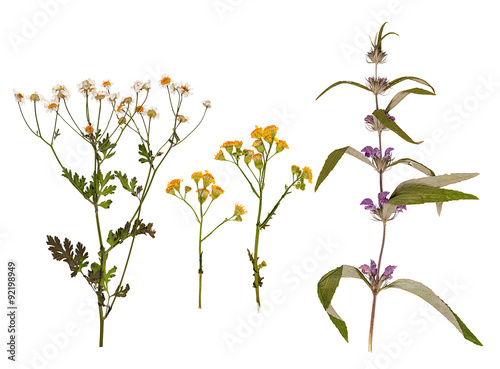 Set of wild dry pressed flowers and leaves photo