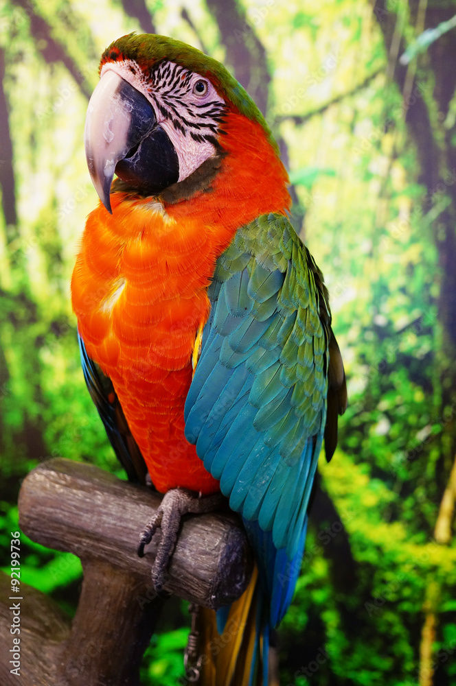Red Parrot in the House. Exhibition of Pet and animal in the Center Festival Shopping, HatYai, Thailand. This parrot with colour feather and charming posture.
Red Parrot in the House. Exhibition of Pet and animal in the Center Festival Shopping, HatYai, Thailand. This parrot with colour feather and charming posture.