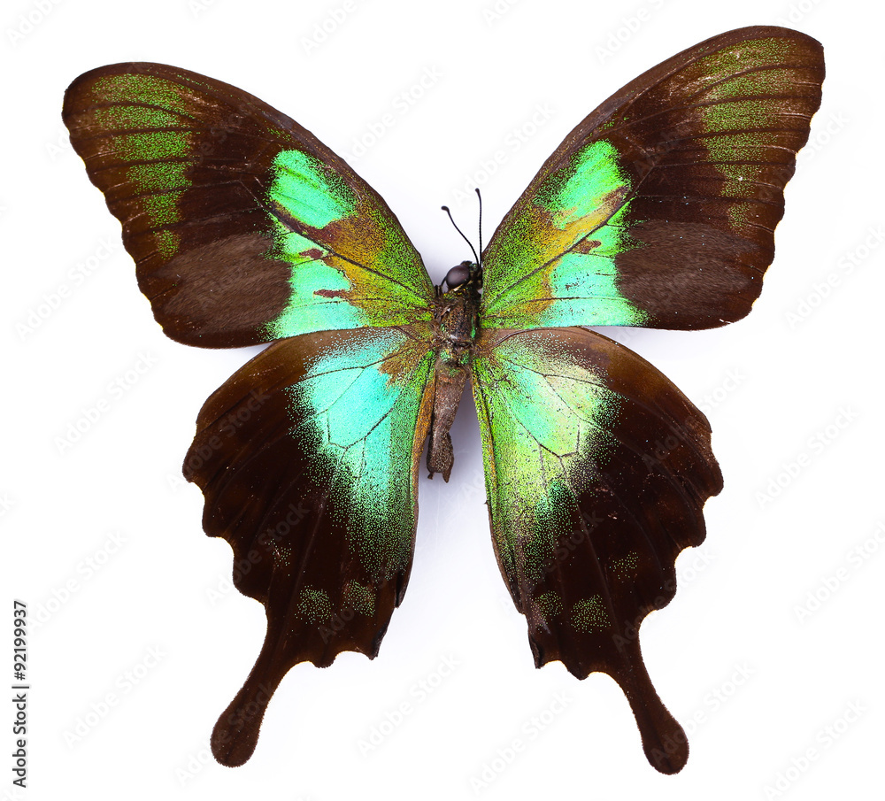 Naklejka premium Colorful butterfly isolated on white