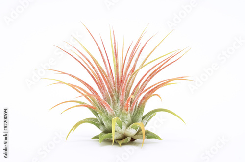A tillandsia on the white background. photo