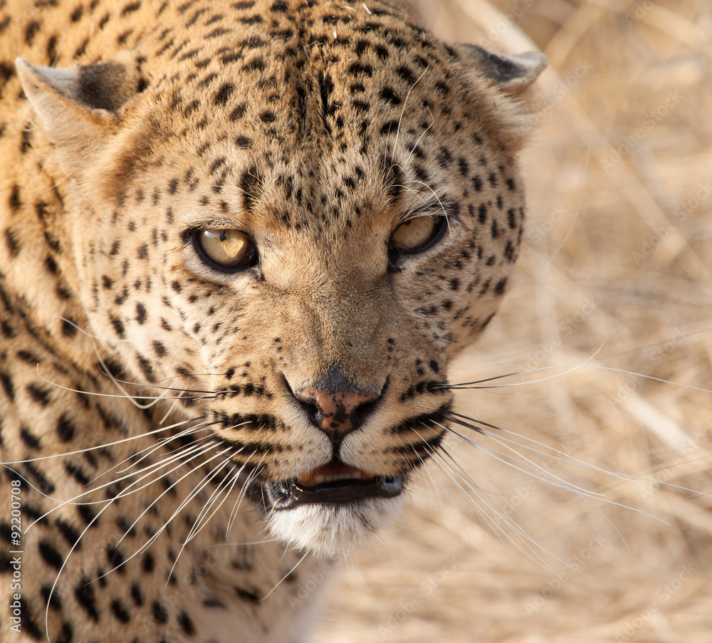Fototapeta premium Leopardo della Namibia