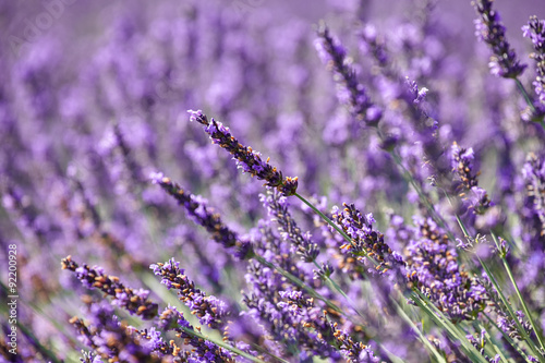 Fototapeta Naklejka Na Ścianę i Meble -  Flowers of lavender in Provence on a purple background