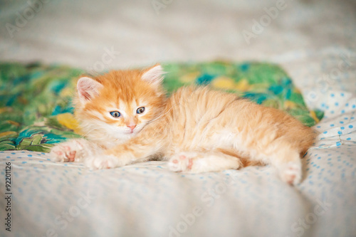 Adorable little kitten lying on the bed © Rita Kochmarjova