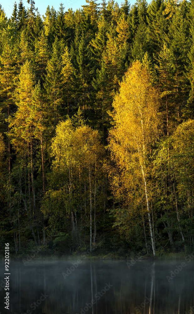 Aspen in fall color among green pine trees