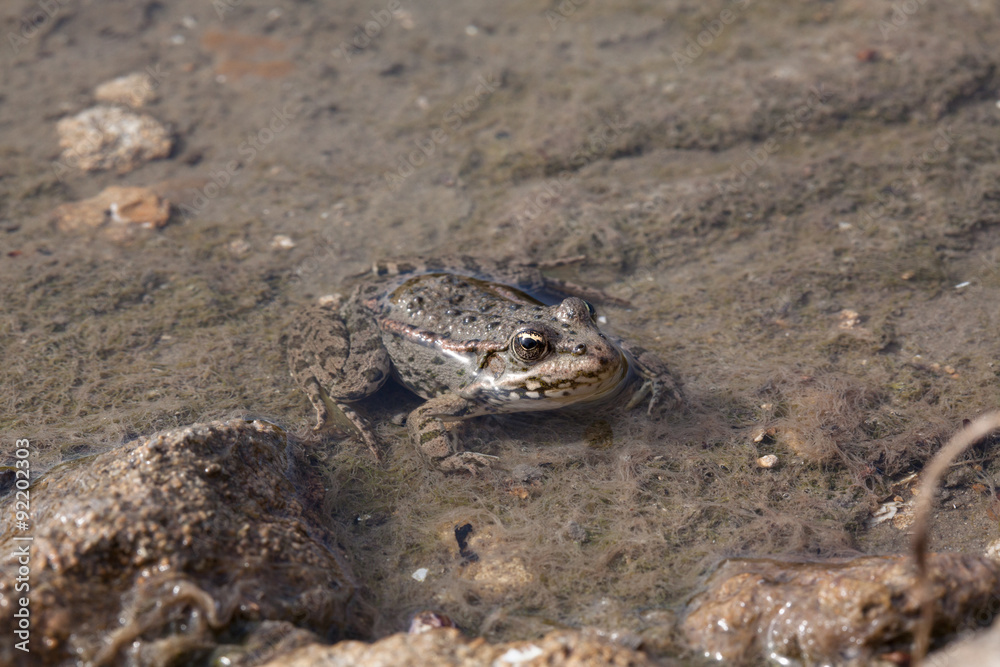 frog in the water frog in the water