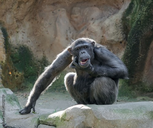 Fotografia Chimpanzee scratching its chin as in doubt
